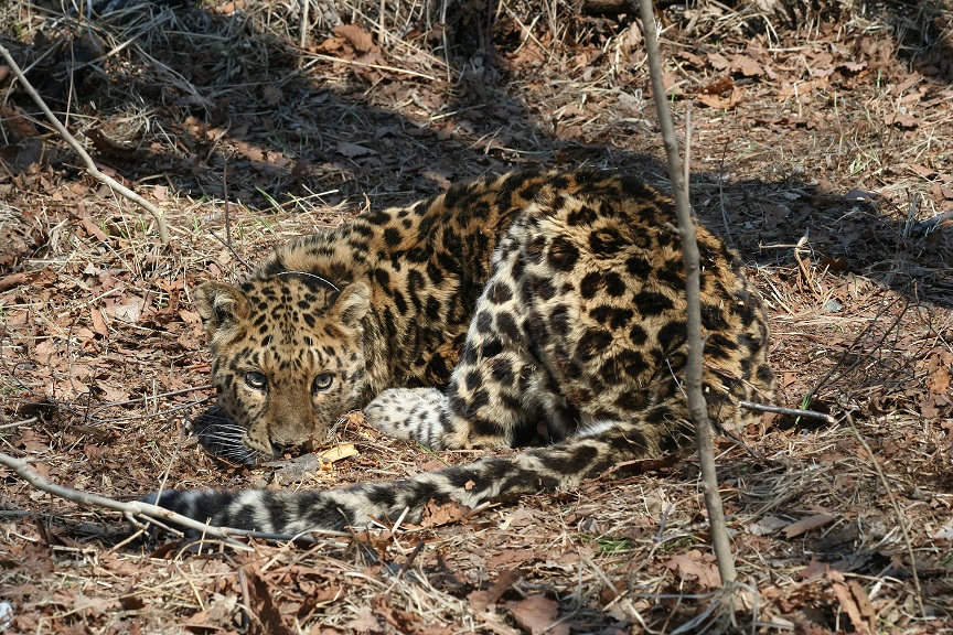 Ground-breaking DRA Goes to Press - News - Wild Life Vets International